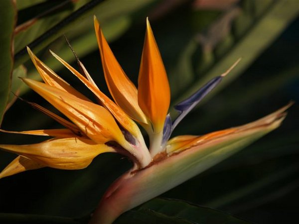 Fotos de Plantas